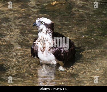 Osprey Vogel im Wasser genießen die Umgebung. Stockfoto