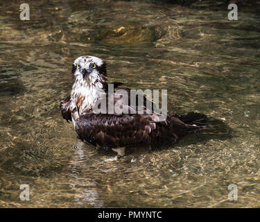 Osprey Vogel im Wasser genießen die Umgebung. Stockfoto