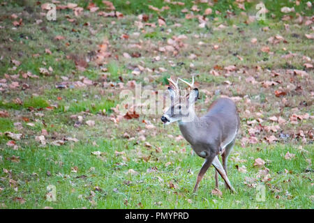 Weißwedelhirsche Buck erhält Beine gekreuzt. Stockfoto