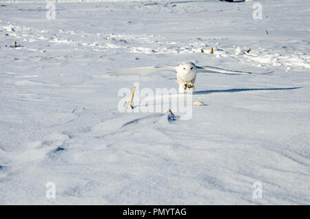 Snowy Owl erweitert seine Krallen ein Feld mit der Maus in den Schnee zu essen zu fangen Stockfoto