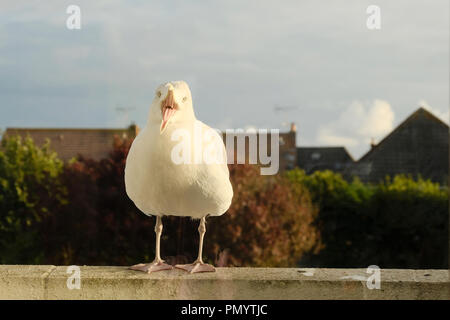 Europäische Silbermöwe auf Garten Balkon mit quietschenden Reifen für Lebensmittel Stockfoto