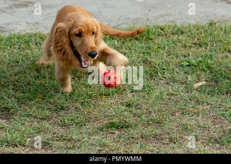 Welpe Hund cocker spaniel Spiel mit dem roten Ball Stockfoto