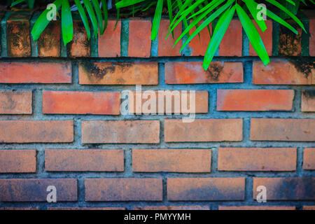 Old Red Brick Wall Mit natürlichen grünen Blättern. Green Palm Blätter auf grunge Mauer Hintergrund. Stockfoto