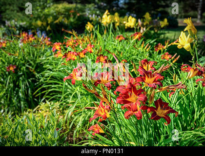 Mehrjährig Blumen Bett mit roten Taglilien im Vordergrund. Stockfoto