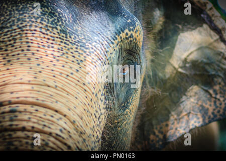 Nahaufnahme Kopf mit traurigen Augen von Albino Elefant verkettet. Stockfoto
