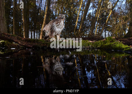 Mäusebussard, Buteo buteo, in einem Wald Teich spiegelt, verfing sich mit einem Remote DSLR-Kamera trap, East Yorkshire, Großbritannien Stockfoto