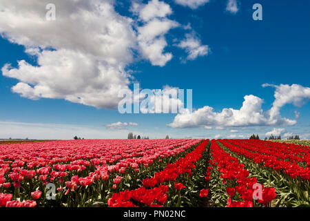 Rot und rosa Tulpen blühen in einem Feld in Mount Vernon, Washington Stockfoto