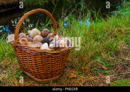 Korb mit Pilzen stand in Gras im Hintergrund von einem Teich. Stockfoto