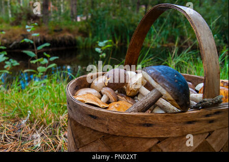 Korb mit essbaren Pilze stehen im Gras im Hintergrund von einem Teich im Wald. Stockfoto