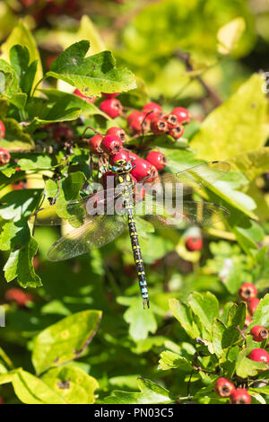 Frau Kaiser Dragonfly (Anax imperator) Weißdorn-Beeren. Bodenham See Herefordshire UK. September 2018 Stockfoto