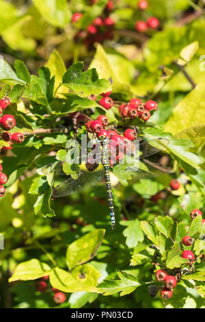 Frau Kaiser Dragonfly (Anax imperator) Weißdorn-Beeren. Bodenham See Herefordshire UK. September 2018 Stockfoto