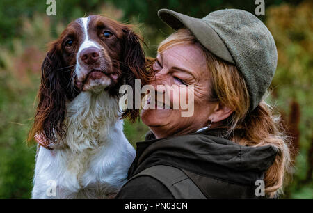 Springer und Cocker Spaniels im Spiel... Arbeitende Schützen genießen ihre Freizeit Stockfoto