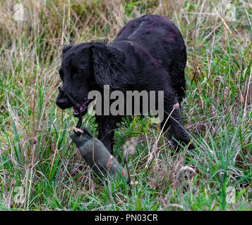 Springer und Cocker Spaniels im Spiel... Arbeitende Schützen genießen ihre Freizeit Stockfoto