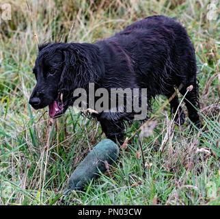 Springer und Cocker Spaniels im Spiel... Arbeitende Schützen genießen ihre Freizeit Stockfoto