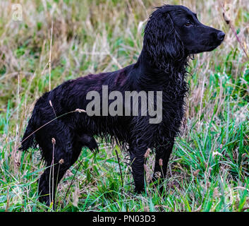 Springer und Cocker Spaniels im Spiel... Arbeitende Schützen genießen ihre Freizeit Stockfoto