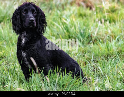 Springer und Cocker Spaniels im Spiel... Arbeitende Schützen genießen ihre Freizeit Stockfoto