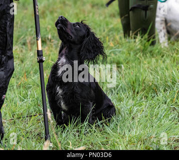 Springer und Cocker Spaniels im Spiel... Arbeitende Schützen genießen ihre Freizeit Stockfoto