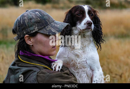 Springer und Cocker Spaniels im Spiel... Arbeitende Schützen genießen ihre Freizeit Stockfoto