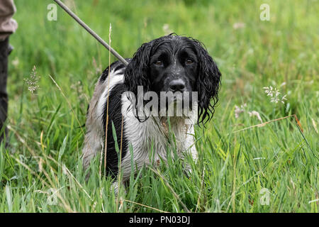 Springer und Cocker Spaniels im Spiel... Arbeitende Schützen genießen ihre Freizeit Stockfoto