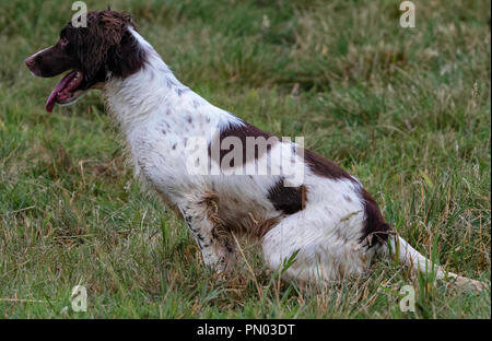 Springer und Cocker Spaniels im Spiel... Arbeitende Schützen genießen ihre Freizeit Stockfoto