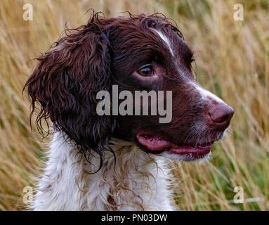 Springer und Cocker Spaniels im Spiel... Arbeitende Schützen genießen ihre Freizeit Stockfoto