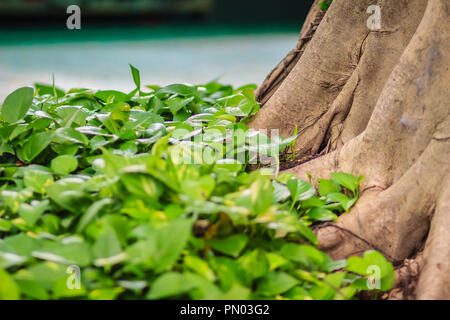 Immergrüne Blätter von Devil Efeu (Epipremnum aureum) im Banyan Tree root. Stockfoto