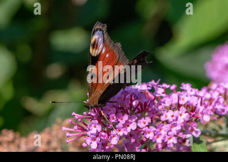 Nymphalis io, Europäischen Tagpfauenauge auf Blume Stockfoto