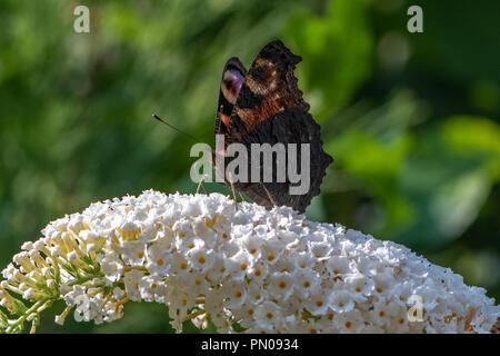 Nymphalis io, Europäischen Tagpfauenauge auf Blume Stockfoto
