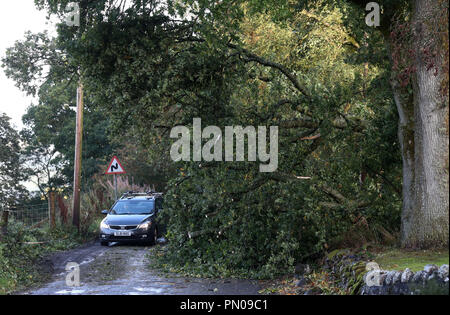 Ein Auto macht seinen Weg hinter einem Baum in der Nähe von Fintry, zentrale Schottland, nachdem es in der starken Winde, die durch Sturm Ali geblasen wurde. Stockfoto