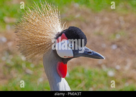 Grau-necked gekrönt Kran (Balearica regulorum gibbericeps) Stockfoto