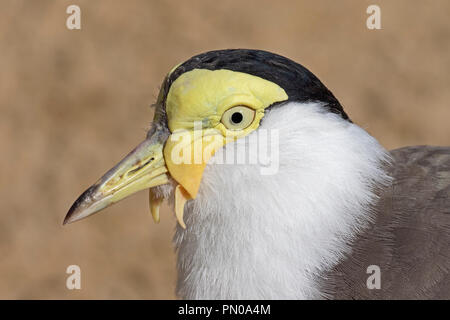 Maskierte Kiebitz oder Gelbstirn-blatthühnchen Plover (Vanellus Meilen) Stockfoto