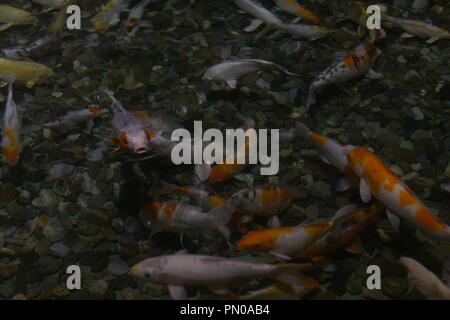 Exotische Meer und Fluss Fische schwimmen im Aquarium n Stockfoto