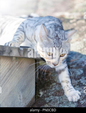 Schönen männlichen silver Bengal cat kitten Portrait im Freien Stockfoto