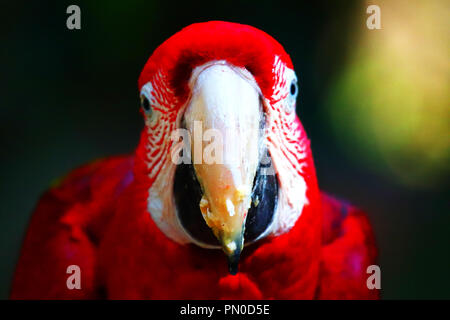 Brasilianische der Vögel Stockfoto