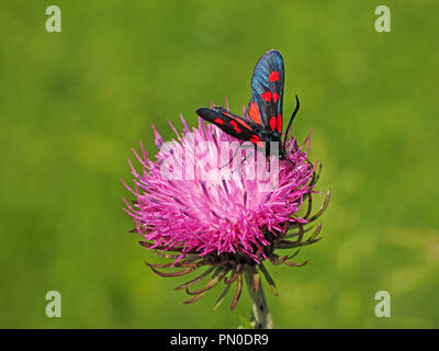 Schillernde Five-Spot Burnett Motte (Zygaena trifolii) Ernährung auf lila flowerhead von RAHMENGENÄHTEN Distel (Carduus crispus), in der Ariege Pyrenäen, Frankreich Stockfoto