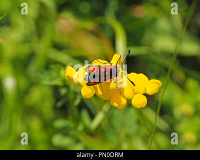 Schlanke Scotch Burnett Motte (Zygaena Loti) Fütterung auf gelben Blüten von Bird's Foot Trefoil (Lotus corniculatus), in der Ariege Pyrenäen, Frankreich Stockfoto