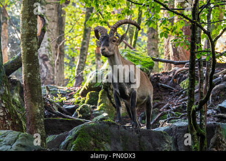Iberische Steinböcke/Spanische ibex (Capra pyrenaica) Männliche nahrungssuche unter den Felsen im Wald am Hang Stockfoto