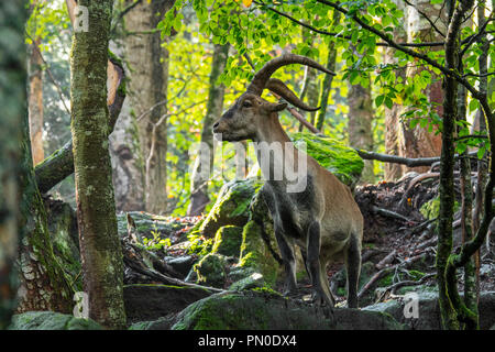Iberische Steinböcke/Spanische ibex (Capra pyrenaica) Männliche nahrungssuche unter den Felsen im Wald am Hang Stockfoto
