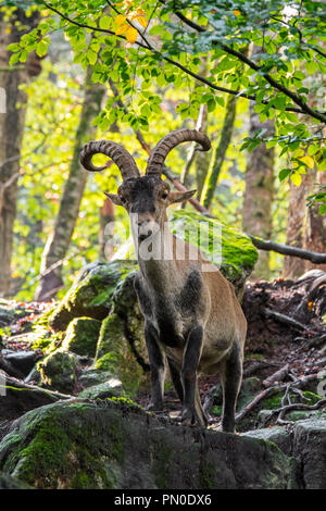 Iberische Steinböcke/Spanische ibex (Capra pyrenaica) Männliche nahrungssuche unter den Felsen im Wald am Hang Stockfoto