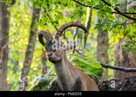 Iberische Steinböcke/Spanische ibex (Capra pyrenaica) Nahaufnahme Portrait von männlichen in Wald am Hang Stockfoto