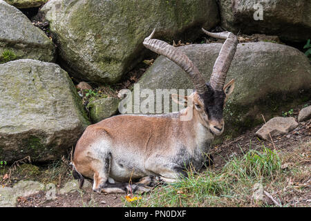 Iberische Steinböcke/Spanische ibex (Capra pyrenaica) mit großen Hörnern ruhen unter den Felsen am Berghang Stockfoto