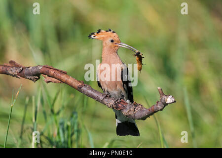 Eurasischen Wiedehopf (Upupa epops) auf Zweig mit gefangenen Beute im Schnabel gehockt Stockfoto