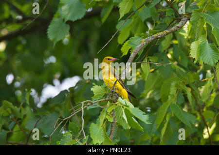 Eurasischen Pirol (Oriolus oriolus) Weibliche im Baum im Sommer gehockt Stockfoto