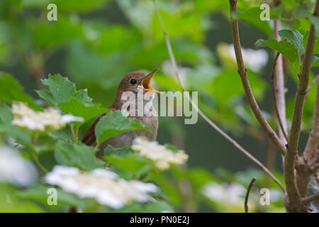 Singen gemeinsamen Nachtigall/rufous Nachtigall (Luscinia megarhynchos) männlich im Baum im Frühjahr gehockt Stockfoto