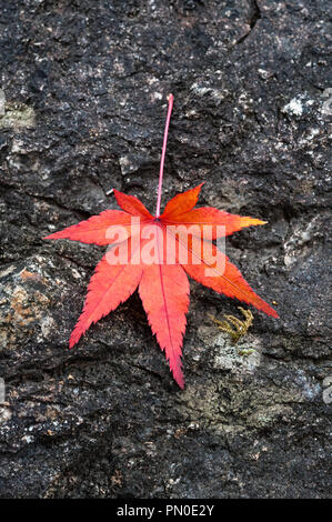 Herbst Farbe in Kyoto, Japan. Eine einzelne rote Ahornblatt auf einem Felsen im Garten eines Zen Tempel Stockfoto