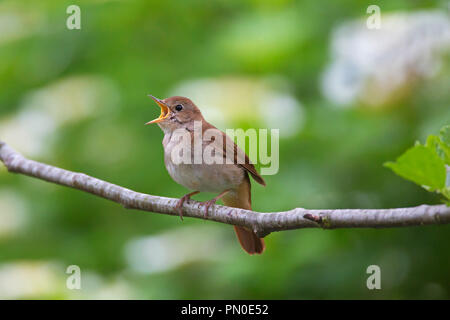 Singen gemeinsamen Nachtigall/rufous Nachtigall (Luscinia megarhynchos) männlich im Baum im Frühjahr gehockt Stockfoto