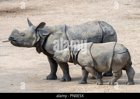 Indische Nashorn (Rhinoceros unicornis) Weibchen mit Jungen im Zoo Stockfoto