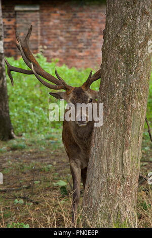 Hide and Seek - Nicht sicher, ob dieser Hirsch hat durchaus die hängen von diesem Spiel! Stockfoto