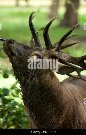 König des Waldes - nassen und schlammigen Rotwild Hirsch im frühen Herbst Stockfoto