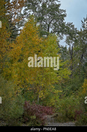 Blätter Edworthy Park Calgary, Alberta Kanada Stockfoto